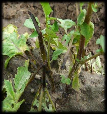 Czarna nóżka (Erwinia carotovora ssp.