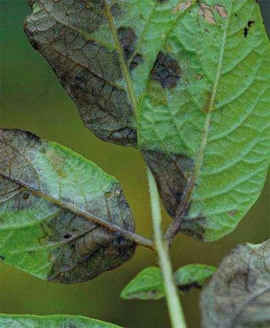 Zaraza ziemniaka (Phytophthora infestans) Phytophthora infestans (Montagne) de Barry organizm