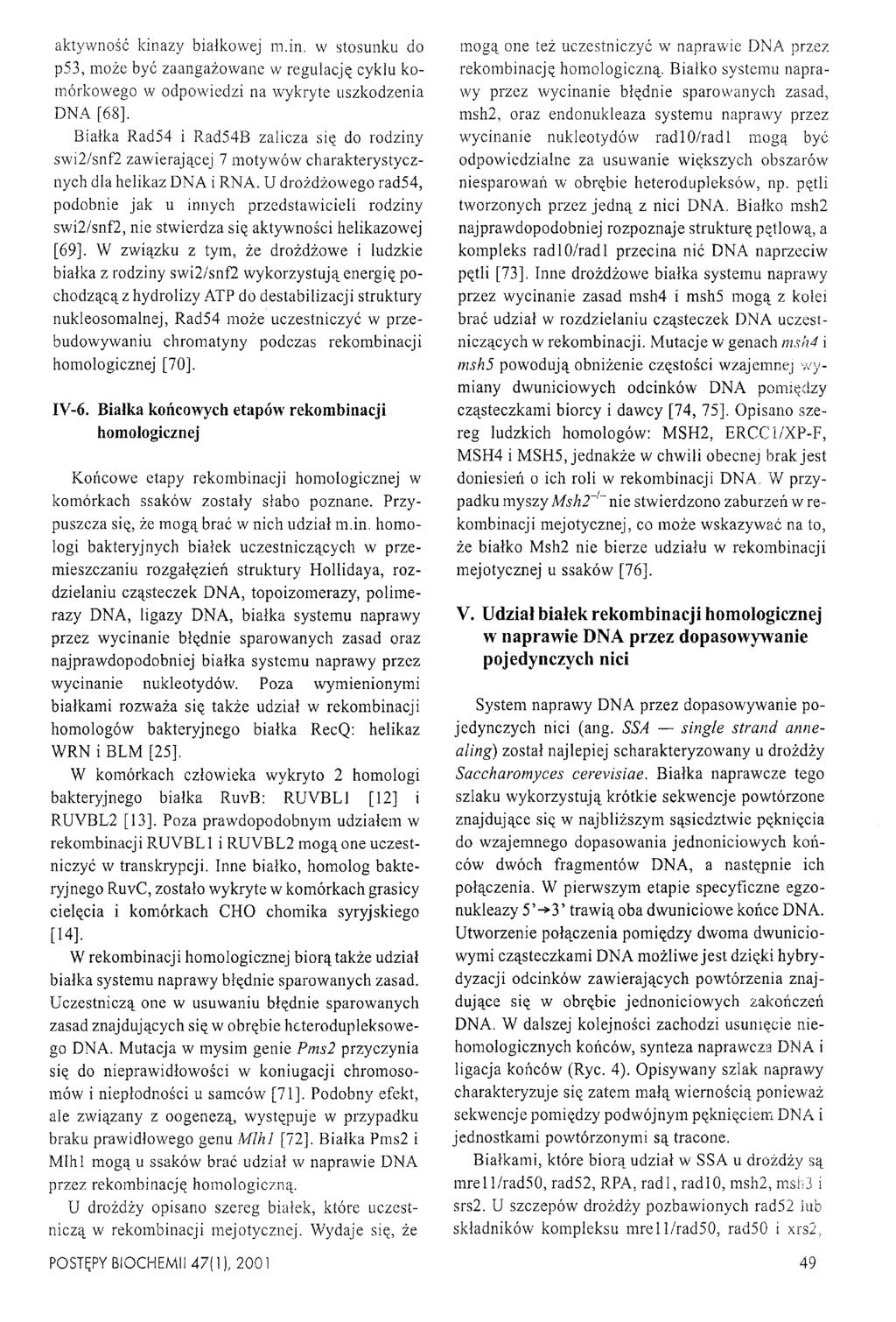 aktywność kinazy białkowej m.in. w stosunku do p53, może być zaangażowane w regulację cyklu komórkowego w odpowiedzi na wykryte uszkodzenia DNA [68].