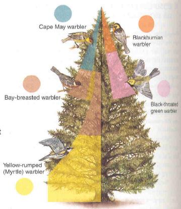 Podział zasobów: pięć gatunków północnoamerykańskich lasówek na świerku lasówka rdzawolica lasówka rudogardła lasówka kasztanowata lasówka czarnogardła lasówka pstra