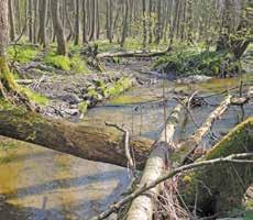 Przedmiotem ochrony jest fragment dorzecza górnego odcinka Mrożący, między Tadzinem i Szymaniszkami.