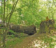 ZESPÓŁ PARKÓW KRAJOBRAZOWYCH WOJEWÓDZTWA ŁÓDZKIEGO 37 Rezerwat Spała (DB) na terenie rezerwatu są lasy grądowe z prastarymi 200 letnimi dębami i grabami oraz 200 letnimi sosnami.