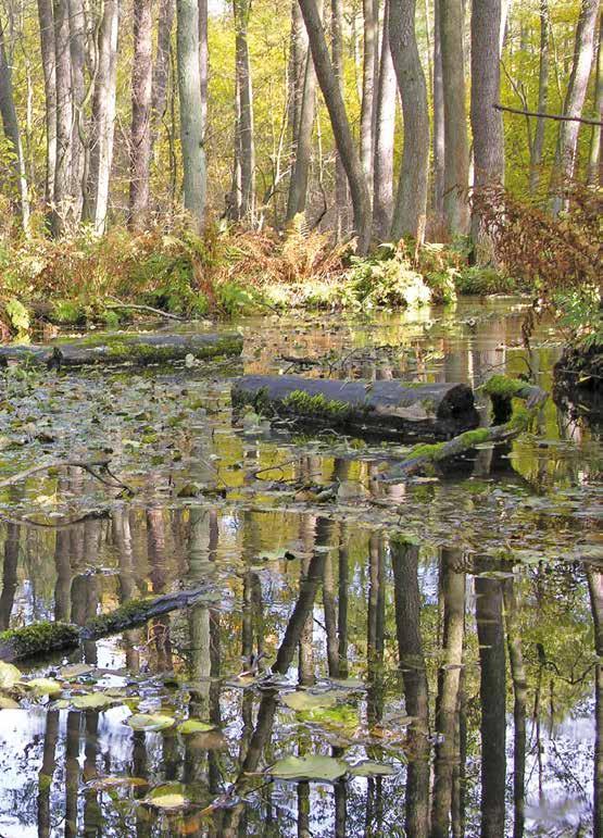 ZESPÓŁ PARKÓW