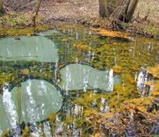 66 ZAŁĘCZAŃSKI PARK KRAJOBRAZOWY Procesy krasowe na terenie Parku są nadal żywe.