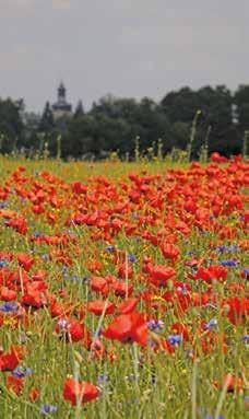 ZESPÓŁ PARKÓW KRAJOBRAZOWYCH WOJEWÓDZTWA ŁÓDZKIEGO 75 PARK KRAJOBRAZOWY MIĘDZYRZECZA WARTY I WIDAWKI OGÓLNA CHARAKTERYSTYKA PARKU Park Krajobrazowy Międzyrzecza Warty i Widawki powołano jako czwarty