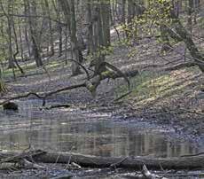ZESPÓŁ PARKÓW KRAJOBRAZOWYCH WOJEWÓDZTWA ŁÓDZKIEGO 81 zaliczanymi do rzadkich rzęsa mniejsza, kosaciec żółty, siedmiopalecznik błotny, turzyca dzióbkowata.