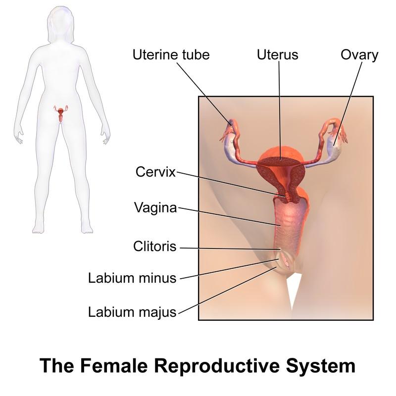 Fazy cyklu miesięcznego Faza 1 - Menstruacja (okres) Organizm pozbywa się niepotrzebnej tkanki wydalając ją podczas krwawienia miesięcznego.