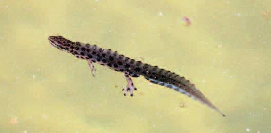 OCHRONA CZĘŚCIOWA TRASZKA ZWYCZAJNA (Lissotriton vulgaris) Należy do najpospolitszych traszek krajowych. U tego gatunku samce (40-110 mm) są nieznacznie większe od samic (40-100 mm).