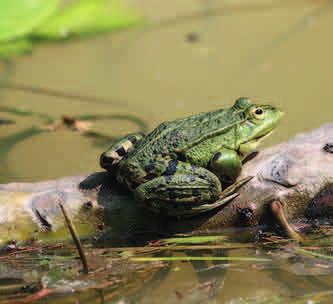 ŻABY ZIELONE (Pelophylax) OCHRONA CZĘŚCIOWA Umownie przyjęta grupa żaby zielone (Pelophylax) to najpospolitsze płazy bezogonowe na obszarze uroczyska Polichty.