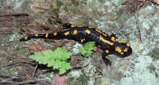 OCHRONA CZĘŚCIOWA SALAMANDRA PLAMISTA (Salamandra salamandra) Jest to największy płaz ogoniasty występujący w Polsce, którego długość może dochodzić nawet do ok. 290 mm.