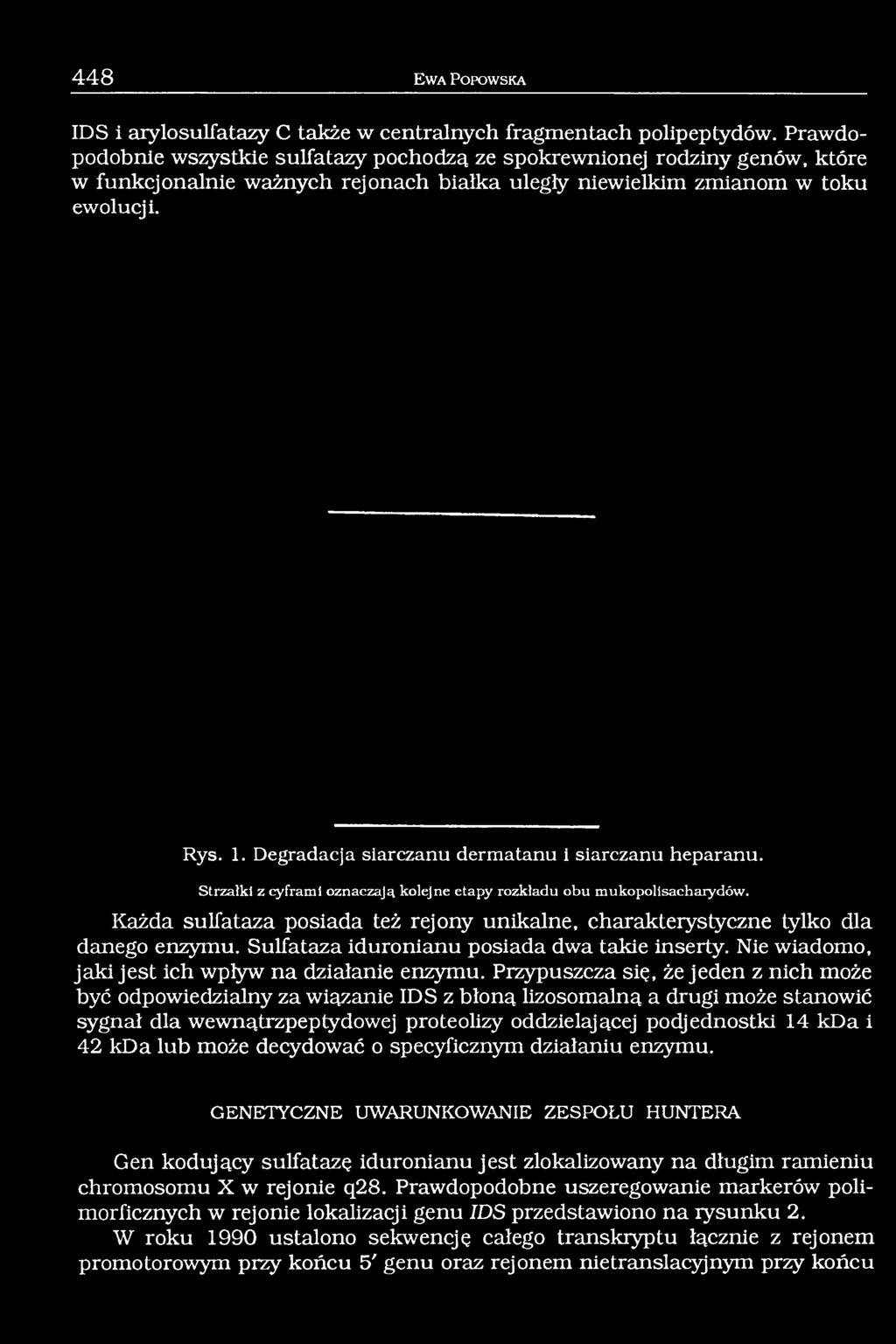 Degradacja siarczanu dermatanu i siarczanu heparanu. Strzałki z cyframi oznaczają kolejne etapy rozkładu obu mukopolisacharydów.