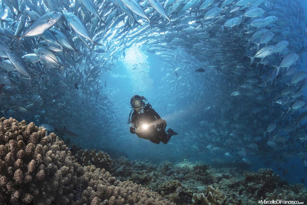 Kultowe nurkowania: Barracuda Point na Sipadanie Miejsce nurkowe: Barracuda Point Lokalizacja: Malezja, wyspa Sipadan, 4 6' N / 118 37' E Typ nurkowania: przy?cianie, w pr?dzie Maksymalna g??boko?