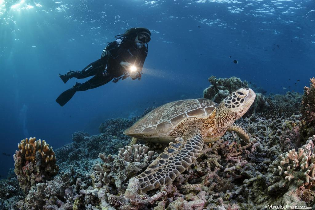 To miejsce nurkowe jest zlokalizowane w malezyjskim Borneo, obok s?ynnej wyspy Sipadan na morzu Celebes. Jest to magiczne miejsce, które dok?adnie 50 lat temu opisywa?