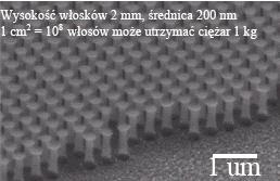 Bottom-up Nanorurki,