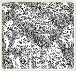 nanotube materials W