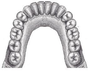 Zadanie 14. [1 pkt] Rysunek przedstawia schemat łuku zębowego człowieka.