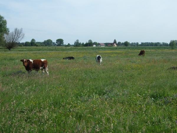 Ekosystemy półnaturalne - łąki i pastwiska zbudowane są z dzikich gatunków roślin, jednak do utrzymania potrzebny jest regularny wpływ człowieka lub hodowanych przez niego zwierząt Jeśli zabranie