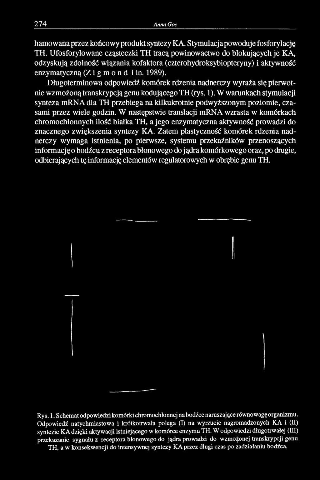 Długoterminowa odpowiedź komórek rdzenia nadnerczy wyraża się pierwotnie wzmożoną transkrypcją genu kodującego TH (rys. 1).