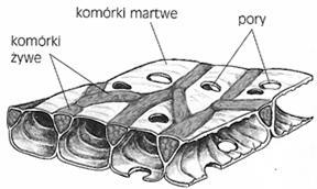 Zadanie 9. (0-4 pkt.) Inną budowę wykazuje listek mchu torfowca. Na schemacie widać, że budują go leżące na przemian dwa rodzaje komórek: żywe i martwe.