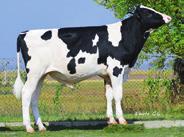 Ponadprzeciętne osiągnięcia rodziny Snelów, zostały docenione w takich konkursach jak: Rolnik Farmer Roku, Wielkopolski Rolnik Roku, Mistrz AGROLIGI woj. wielkopolskie, Bezpieczne Gospodarstwo Rolne.