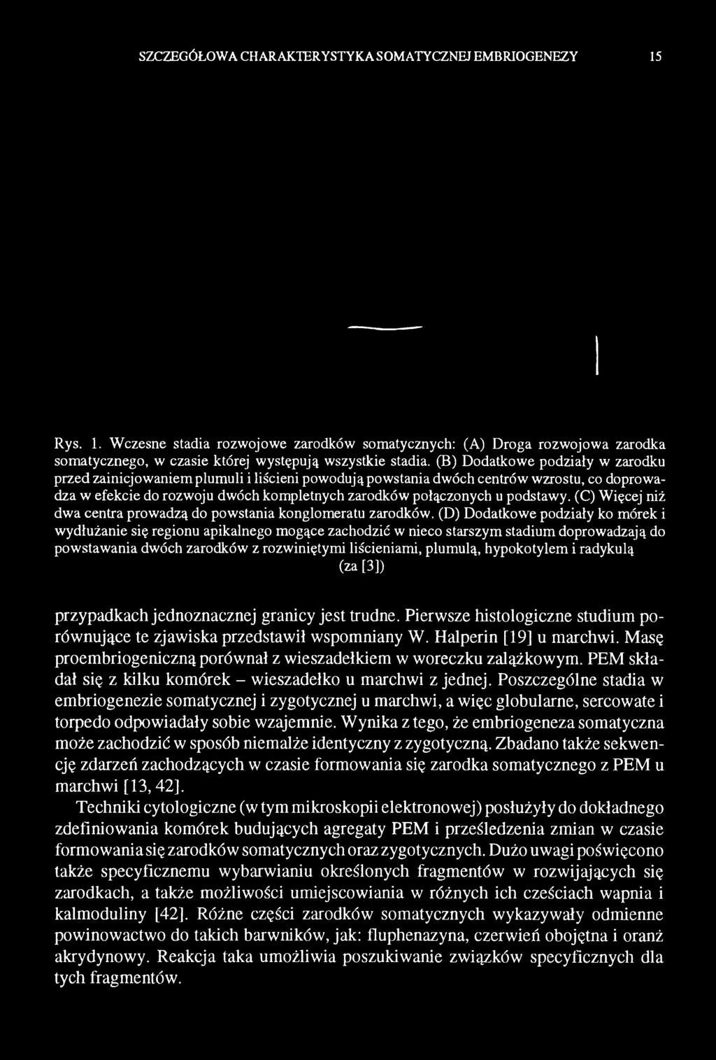 hypokotylem i radykulą (za [3]) przypadkach jednoznacznej granicy jest trudne. Pierwsze histologiczne studium porównujące te zjawiska przedstawił wspomniany W. Halperin [19] u marchwi.