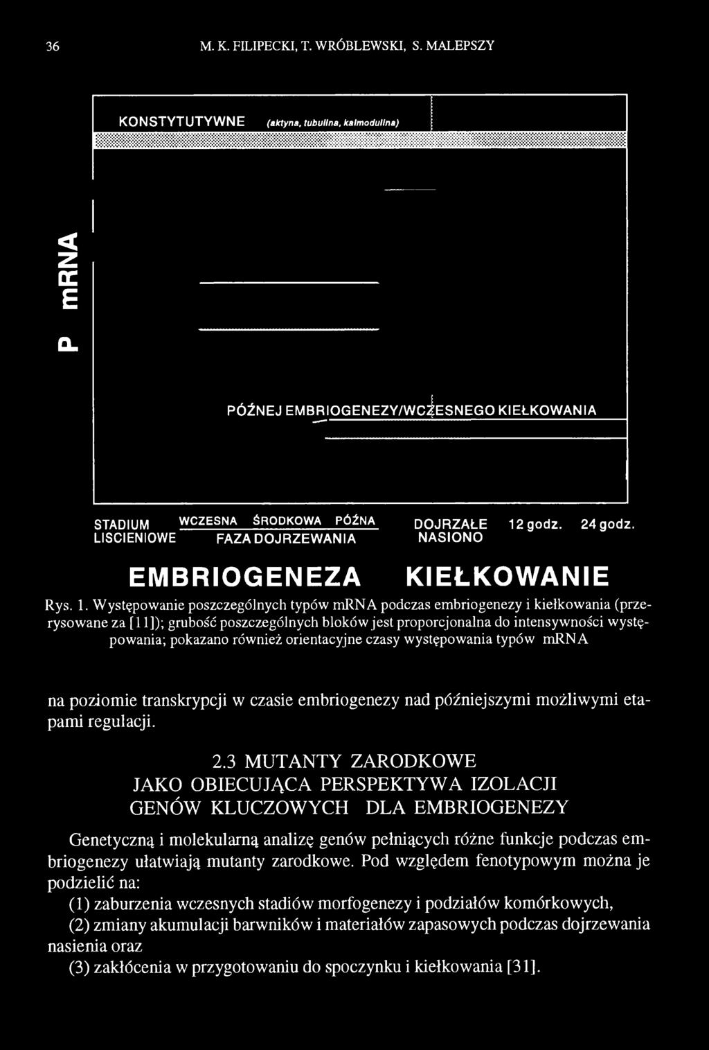 Występowanie poszczególnych typów mrna podczas embriogenezy i kiełkowania (przerysowane za [11]); grubość poszczególnych bloków jest