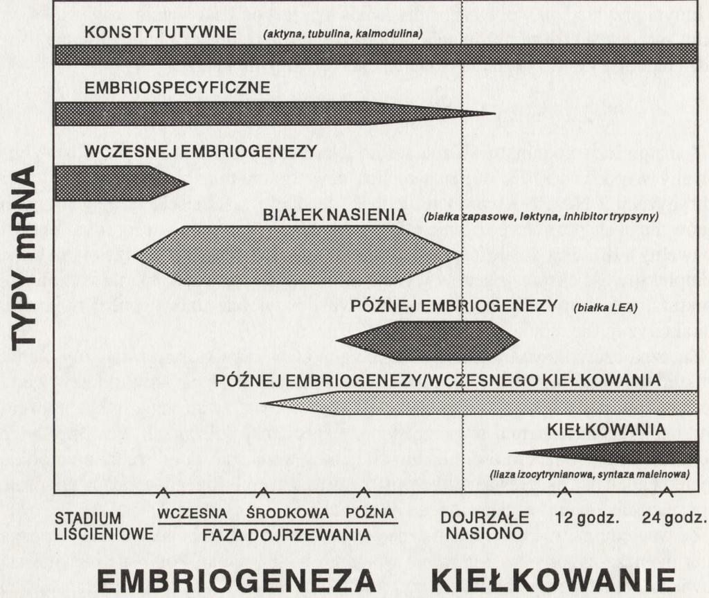 embriogenezy nad późniejszymi możliwymi etapami regulacji. 2.
