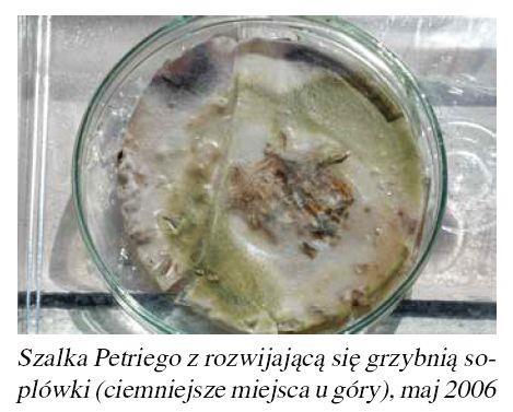 http://idziemy.