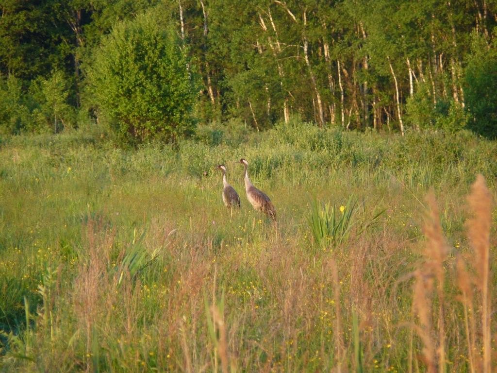 A127 żuraw Grus grus Siedlisko: olsy, łęgi, torfowiska śródleśne mokradła