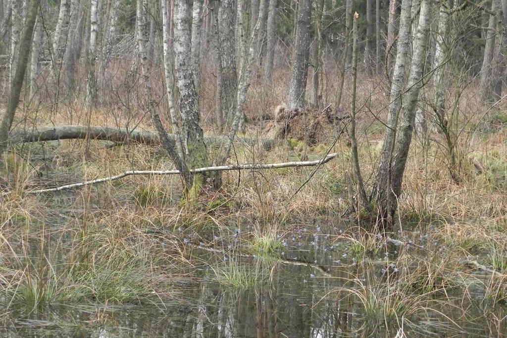 A215 puchacz Bubo bubo Siedlisko: olsy i łęgi powyżej 70 lat z licznymi kępami oraz