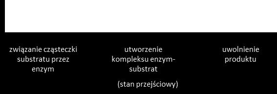 - aminokwasy pomocnicze, które nie stykając się z substratem, pełnią jednak określoną rolę w czynności katalitycznej enzymu, właściwie orientując substrat.