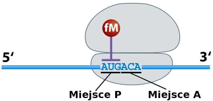 Translacja Translacja odbywa się w trzech krokach: Inicjacja mała podjednostka rybosomu wiążę się z cząsteczką mrna i przesuwa się w kierunku jej końca 3'.