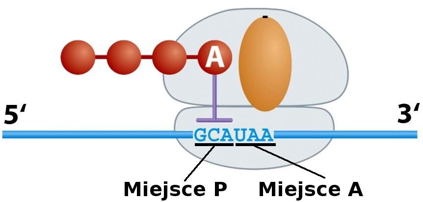Translacja Translacja odbywa się w trzech krokach: Inicjacja mała podjednostka rybosomu wiążę się z cząsteczką mrna i przesuwa się w kierunku jej końca 3'.