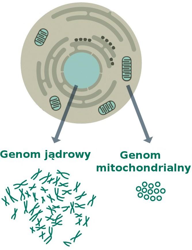 Genomy organizmów eukariotycznych Całkowite DNA komórek eukariotycznych jest rozdzielone pomiędzy: genom jądrowy (u wszystkich