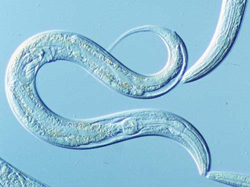 Genomy organizmów eukariotycznych: genomy jądrowe Liczba genów nie musi być powiązana ze złożonością organizmu Liczba chromosomów Rozmiar genomu [Mbp] Przybliżona liczba genów Drożdże pączkujące