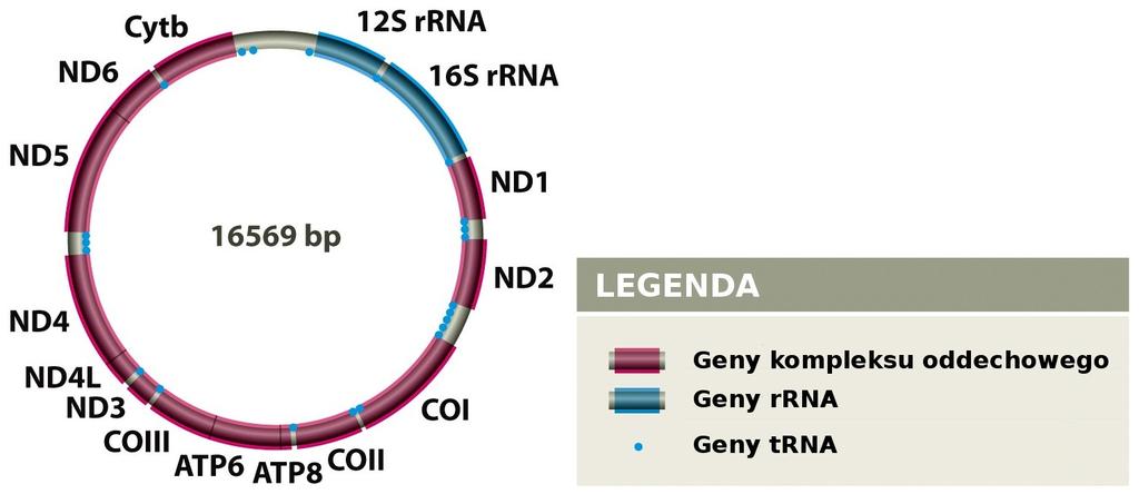 Genomy organizmów eukariotycznych: genomy organelli komórkowych Mitochondria i chloroplasty mają własne genomy, niezależne od genomu jądrowego.