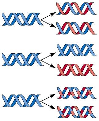 Replikacja genomów Replikacja jest procesem kopiowania całego DNA komórki, w celu przekazania zawartej w nim informacji genetycznej komórkom potomnym.