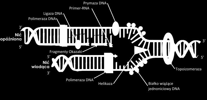 Replikacja genomów Replikacja rozpoczyna się w ściśle określonym miejscu (miejscach u eukariontów) cząstki DNA, gdzie podwójnej helisa jest rozplatana (ORI ORIgins of replication).