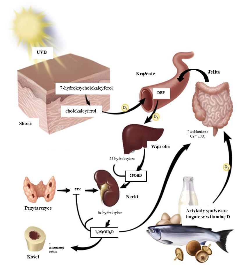 Witamina D- Sunshine vitamin Terminologia, metabolizm i mechanizm działania witaminy D witamina D2 (ergokalcyferol) występująca w organizmach roślinnych i grzybach witamina D3 (cholekalcyferol)