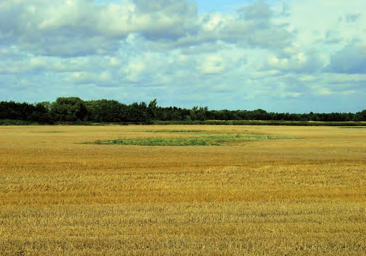 REZERWATY PRZYRODY W ANGLII NA PRZYKŁADZIE HRABSTWA LINCOLNSHIRE 10