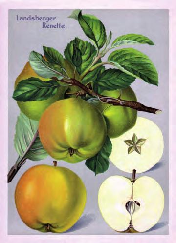 Deutsche Pomologie-Äpfel.