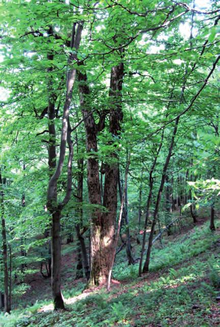 WYSTĘPOWANIE JAWORU ACER PSEUDOPLATANUS L.