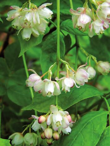 KŁOKOCZKA POŁUDNIOWA (STAPHYLEA