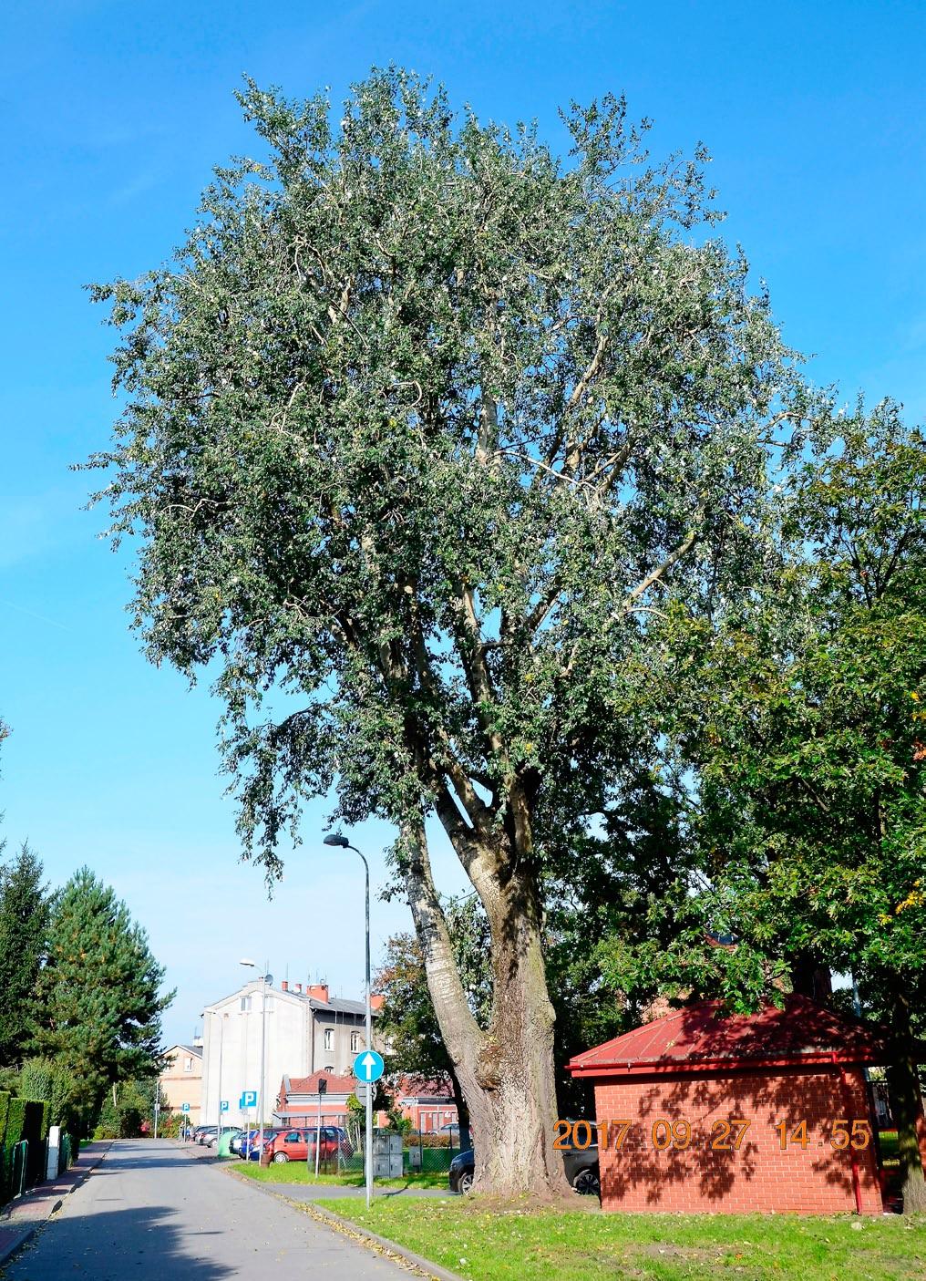 NOTATKI / NOTES Fot. 1. Stanowisko Perenniporia fraxinea w Konstancinie-Jeziorna widok ogólny (fot. W.