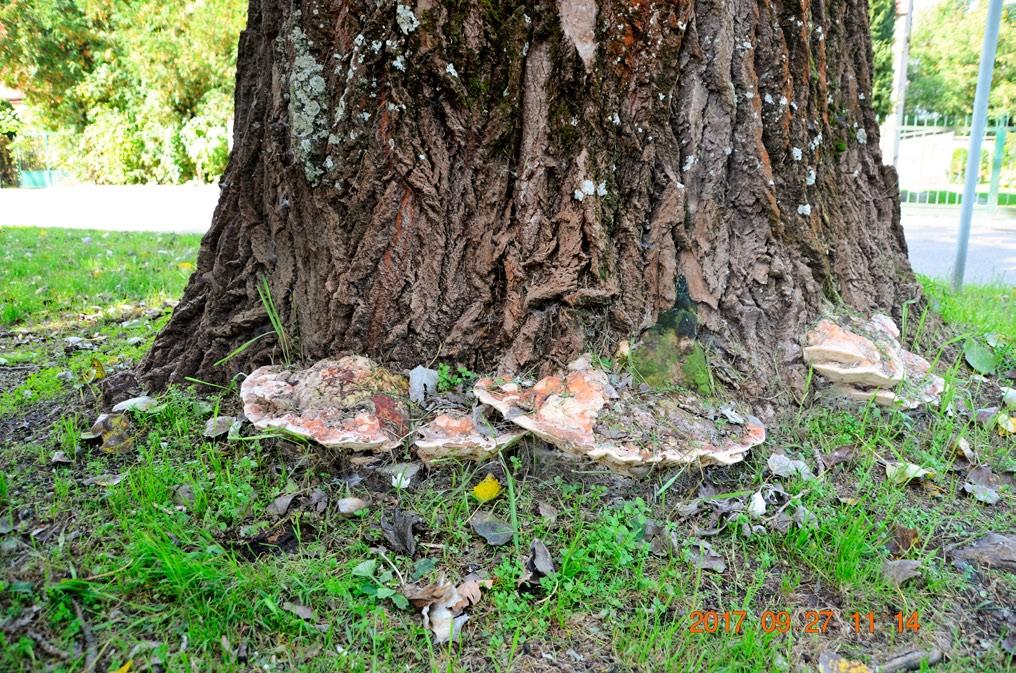 Przegląd Przyrodniczy XXIX, 2 (2018) Fot. 2. Owocniki Perenniporia fraxinea na pniu Populus alba (fot. W. Kowalczuk). Photo 2.