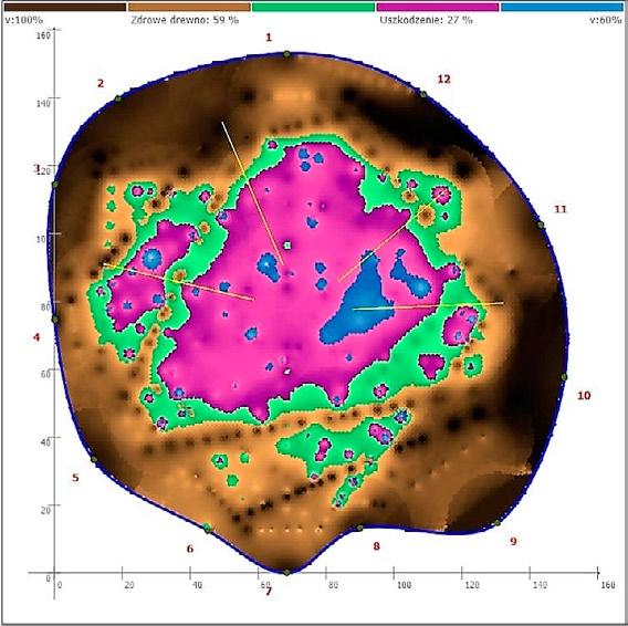 Tomogram topoli białej ze zgnilizną drewna pnia na wysokości 40 cm (oznaczenie kolorów: brązowy drewno nieuszkodzone, zielony drewno częściowo uszkodzone,