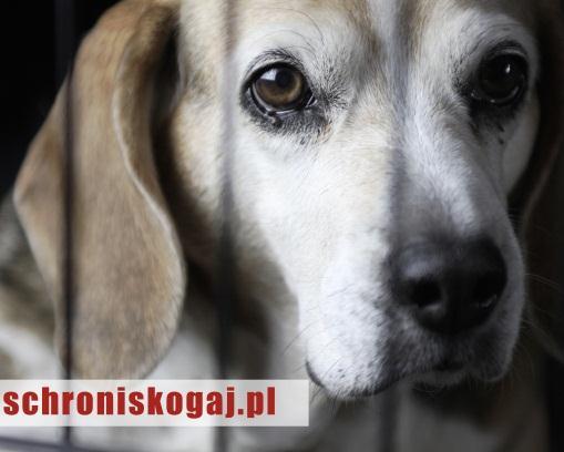 80 Raport o stanie gminy Śrem 2014-2018 Schronisko dla zwierząt Na terenie gminy Śrem funkcjonuje Międzygminne Schronisko dla Bezdomnych Zwierząt w Gaju. W 2004 roku gminy zawarły porozumienie dot.