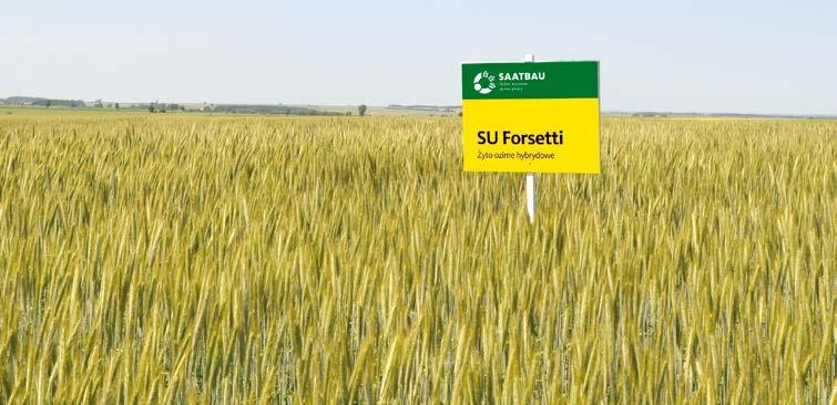 STRONA 14 Odmiany zbóż ozimych / sezon 2018 ŻYTO OZIME MIESZAŃCOWE SU FORSETTI [F1] Wielkość i stabilność plonu!
