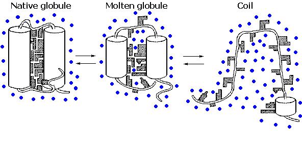 Stopiona globuła