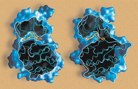 Example: mechanism of action of an anti cancer drug (STI-571) Funkcja STI-571 binds to the Abl protein (left), however doesn't bind
